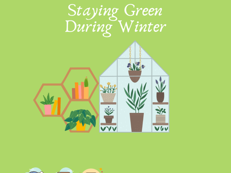 Staying Green During&nbsp;Winter